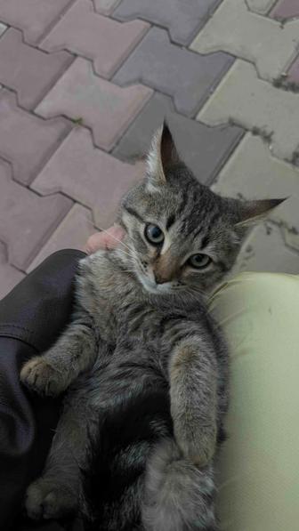 ОТДАМ КОТЕНКА