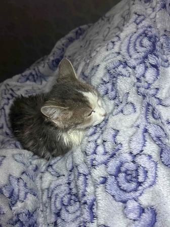 Отдам кошечку