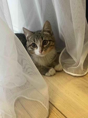 Отдам котенка