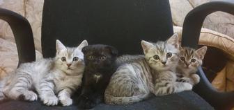 Котята Шотландской вислоухой кошки