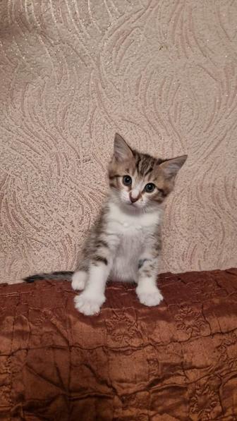 Котята бесплатно