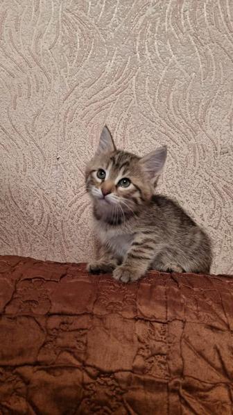 Котята бесплатно
