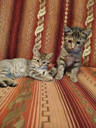 Котята бесплатно