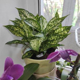 Аглаонема взрослая