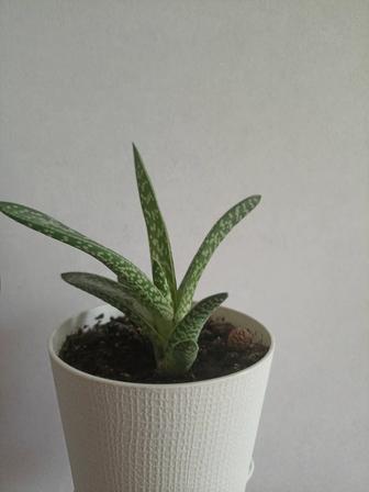 Тигровый алоэ, суккулент