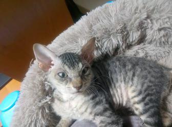 Продаются котята сфинкс