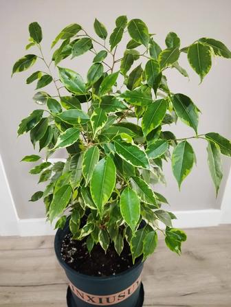 Пестрый фикус. Сорт Кинки