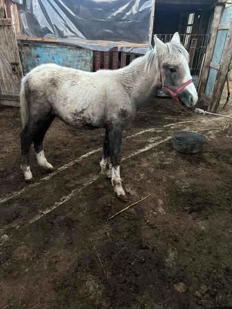 Жабағы сатылады еркек