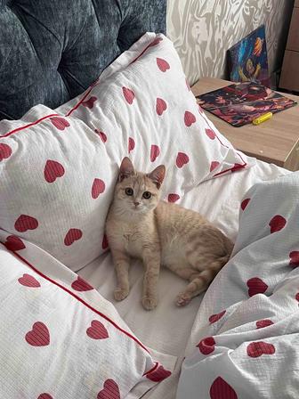 Отдам котенка