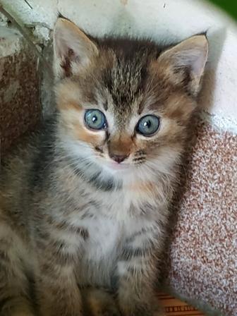 Отдам котят