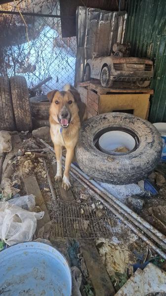 Алабайчик 11 месяцев