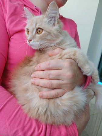 Котенок Алтын ищет ответственных котородителей