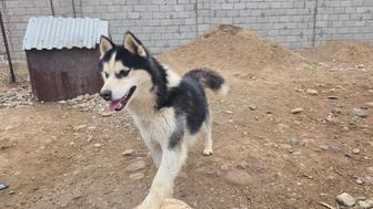 Продается лайка!