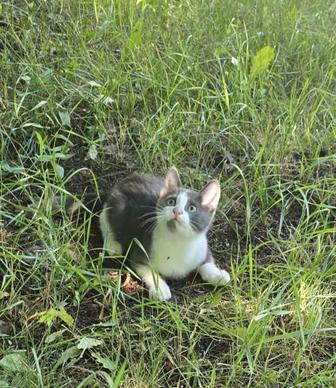 Отдам котенка