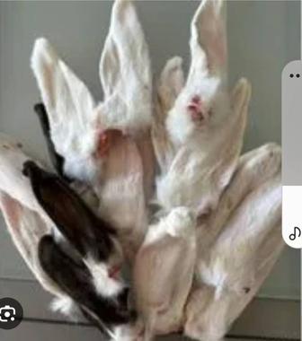 Продам ушки кролика