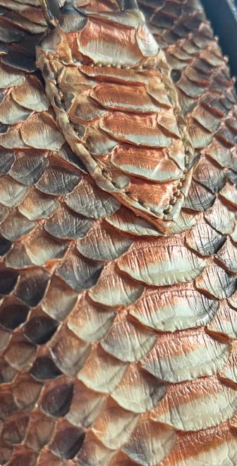 Продам сумку питон натуральный