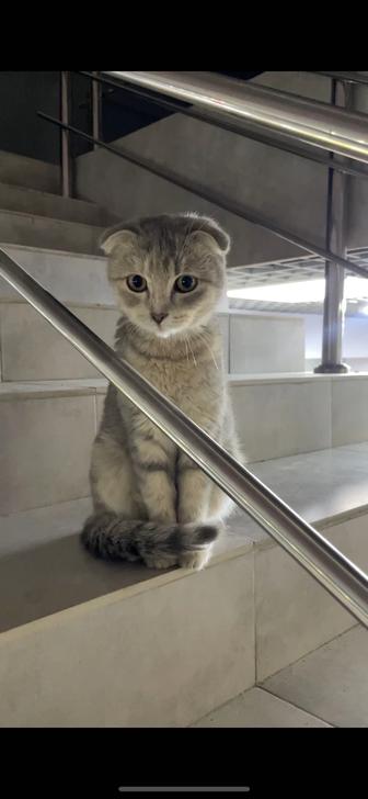Продам вислоухую кошечку, Скоттиш fold