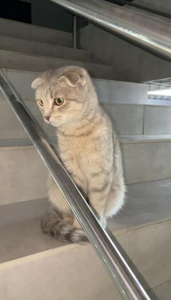 Продам вислоухую кошечку, Скоттиш fold