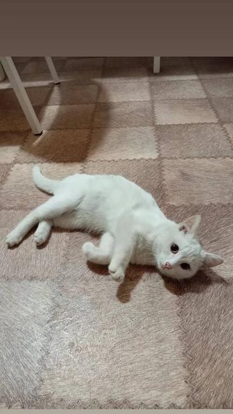 Котенок в добрые руки