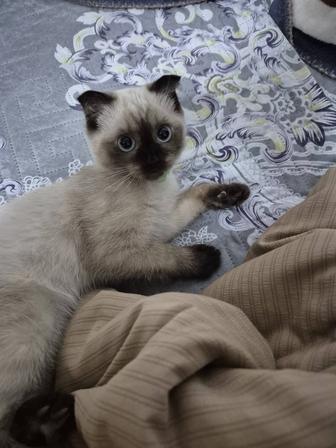 Отдам котенка 4 месяца. Девочка