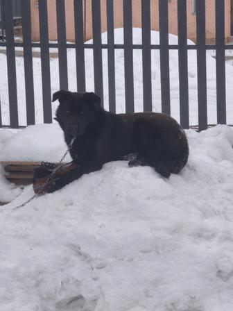 Продам срочно лабрадора