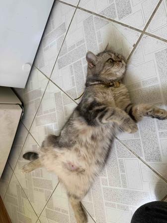 Кошки Скоттиш