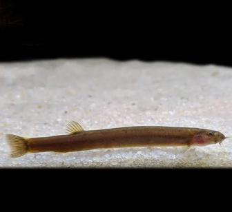 Продам Акантофтальмус яванский