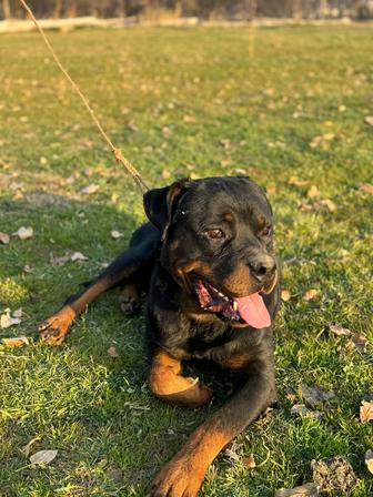Ротвейлер щенки