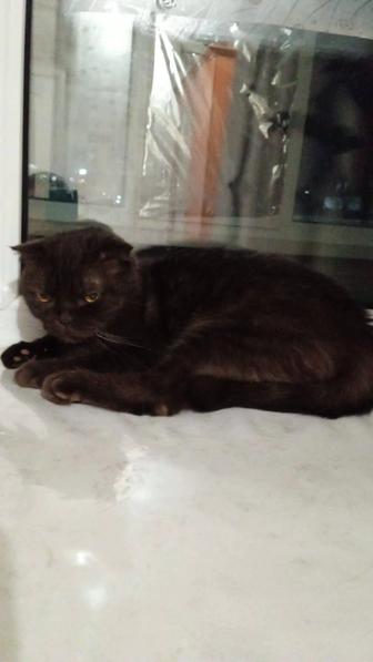 Отдам в добрые руки кошку