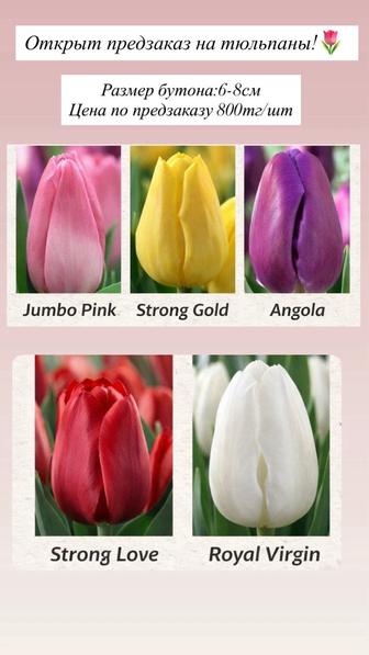 Предзаказ свежие тюльпаны