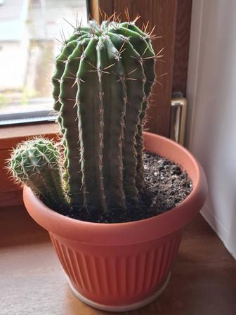 Два кактуса большой и маленький