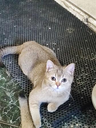 Котята