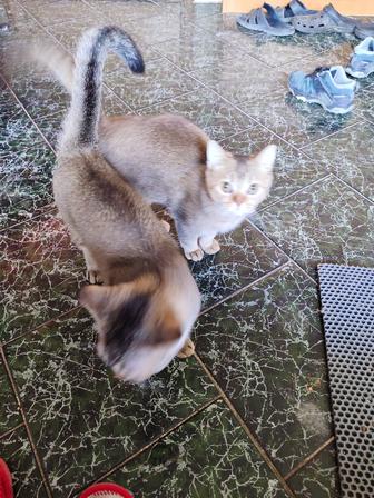 Котята 7 месяцев
