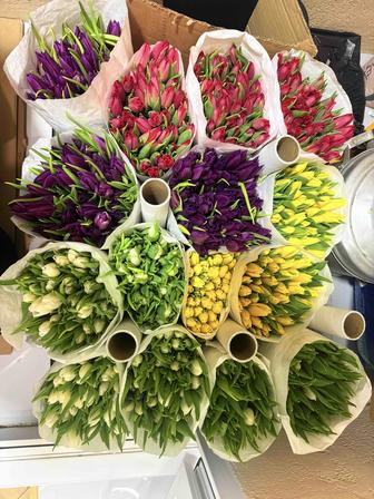 Тюльпан оптом 600тг