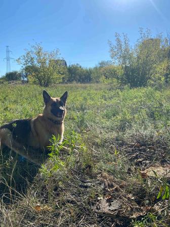 Отдам собаку