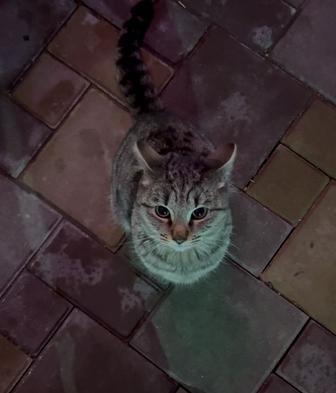 Отдаем котенка