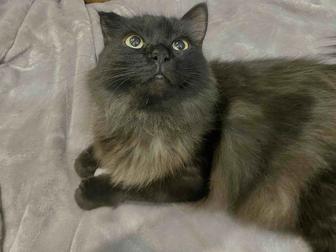 Кот в добрые руки