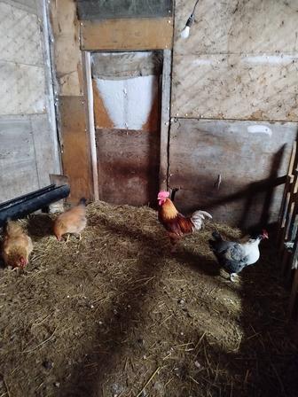 Инкубационные яйца кучинских кур