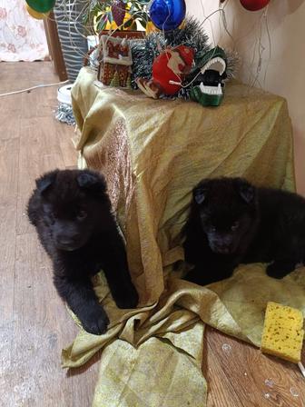 Продам щенков немецкой овчарки