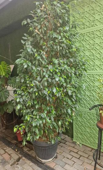 Фикус бенджамина продам 2.50м