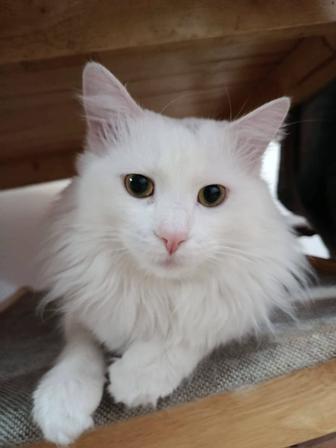 Ищу хозяйна для кота