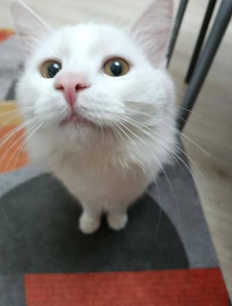 Ищу хозяйна для кота