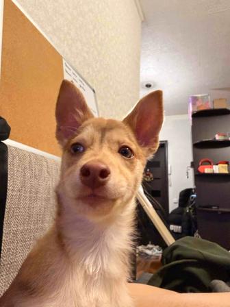 Щенок девочка