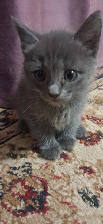 Отдаю котят 1,5 месяца