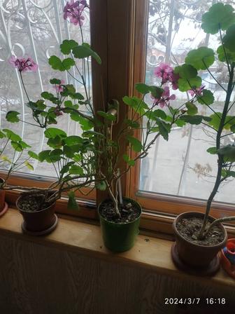 Комнатные цветы