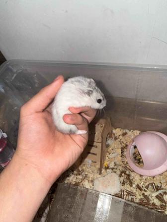 Джунгарский хомяк