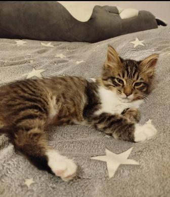 Пропала кошка Милка