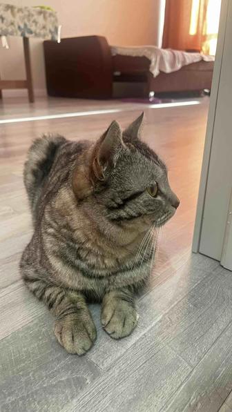 Отдам кота в хорошие руки