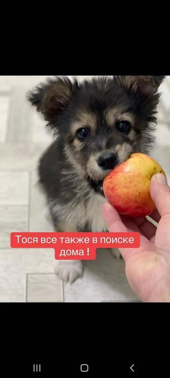 Прекрасные щеночки