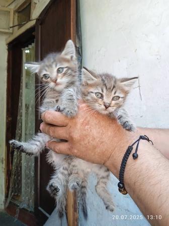 Отдам котят